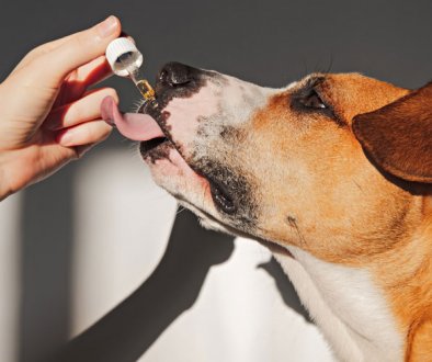The-Benefits-of-CBD-Oil-for-Dogs