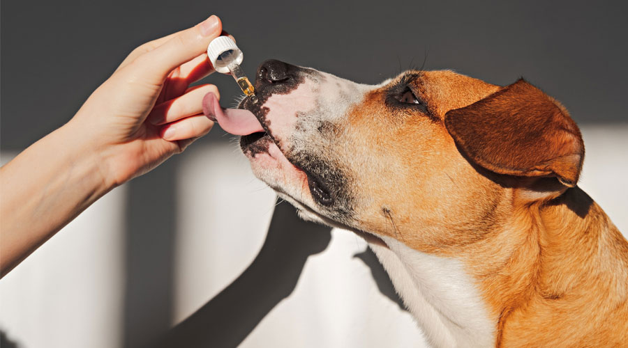 The-Benefits-of-CBD-Oil-for-Dogs